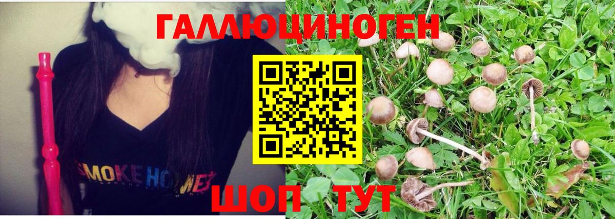 Псилоцибиновые грибы Psilocybe Дзержинский