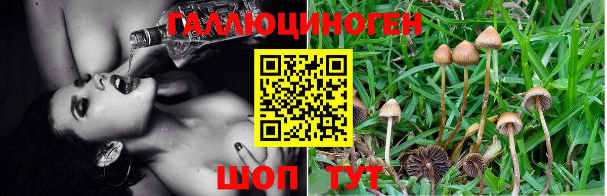Псилоцибиновые грибы Psilocybe  Вход с VPN  Дзержинский 